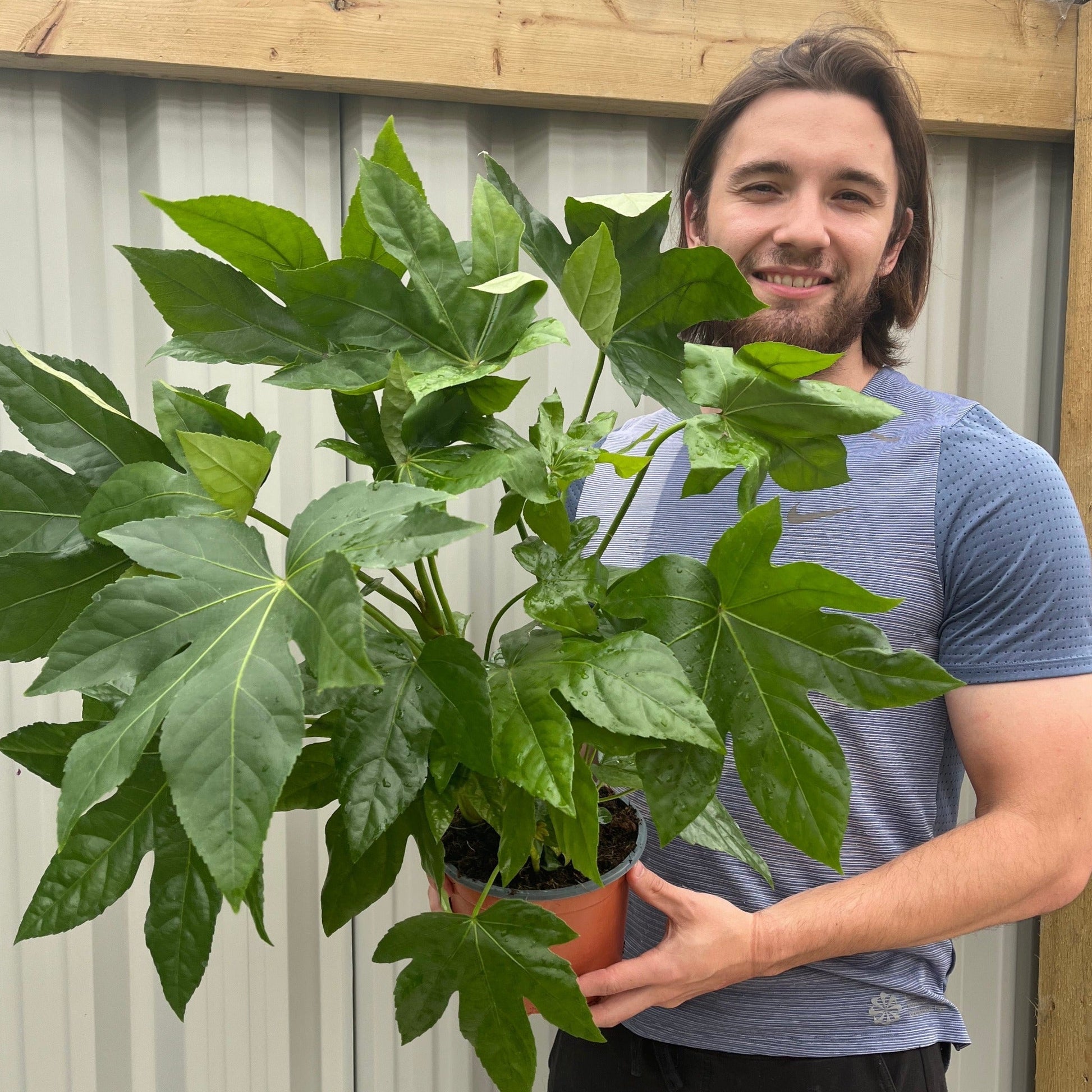 Ornamental Fatsia Japonica - Lush Evergreen Shrub for Home & Garden - plants - express.com