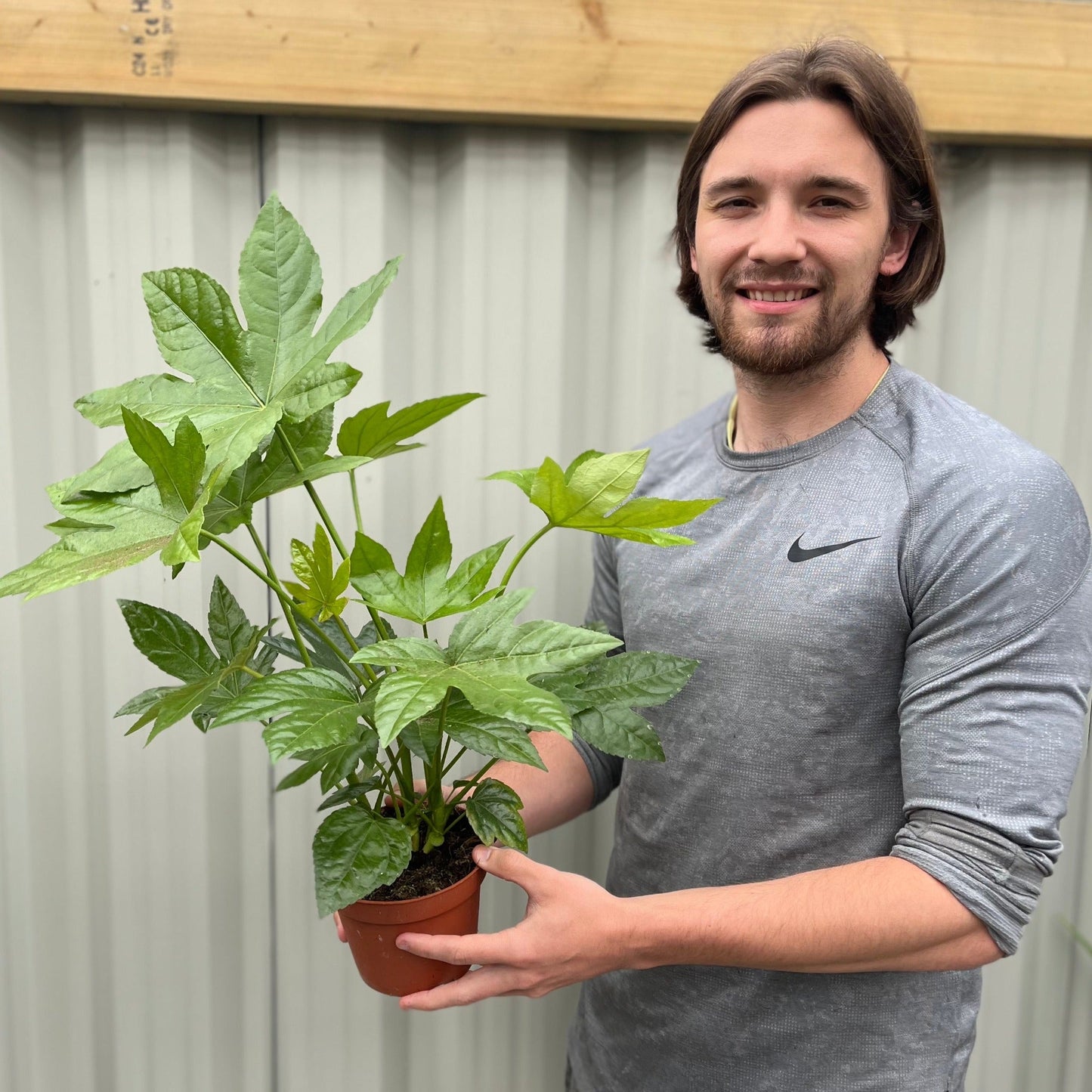 Ornamental Fatsia Japonica - Lush Evergreen Shrub for Home & Garden - plants - express.com