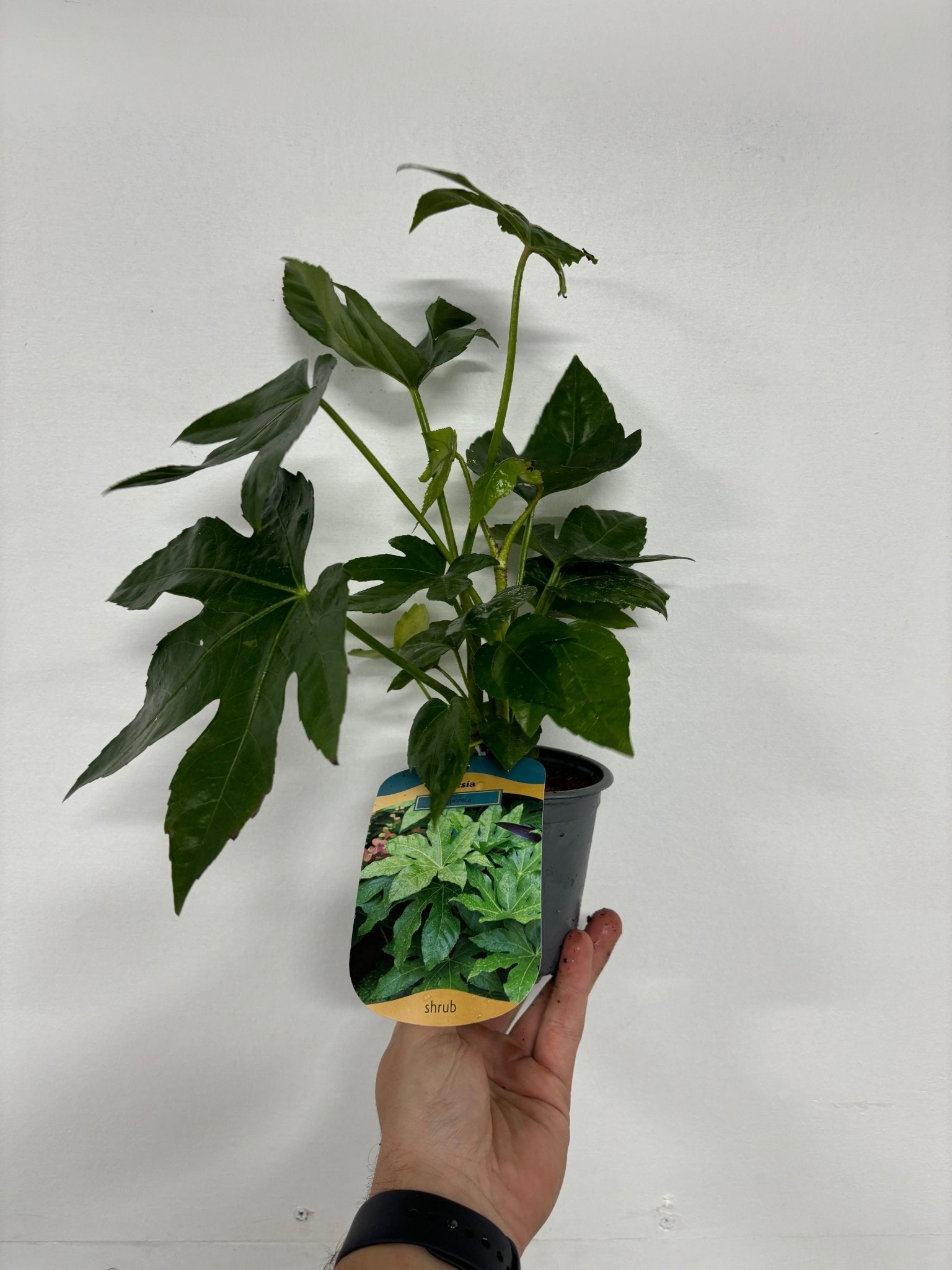 Ornamental Fatsia Japonica - Lush Evergreen Shrub for Home & Garden - plants - express.com
