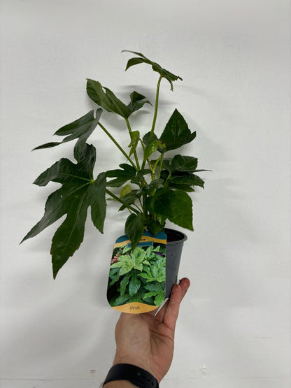 Ornamental Fatsia Japonica - Lush Evergreen Shrub for Home & Garden - plants - express.com