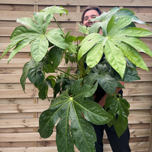 Ornamental Fatsia Japonica - Lush Evergreen Shrub for Home & Garden - plants - express.com