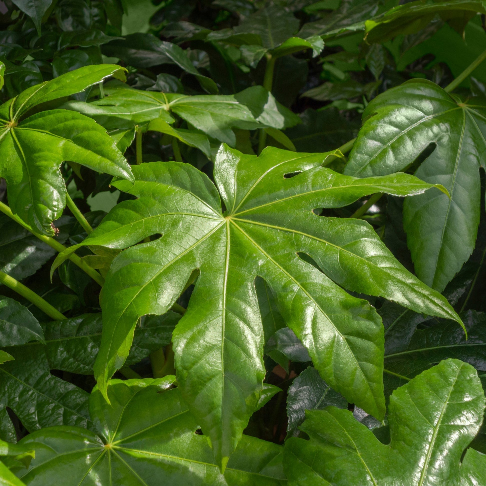 Ornamental Fatsia Japonica - Lush Evergreen Shrub for Home & Garden - plants - express.com