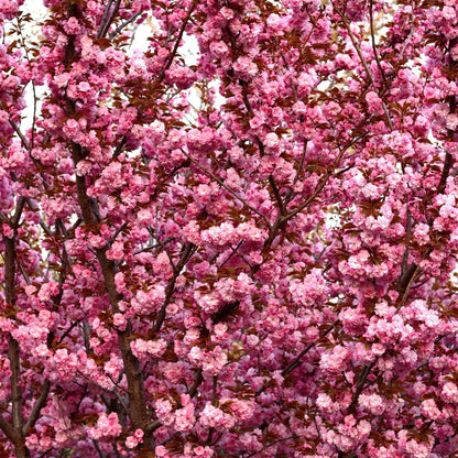 Ornamental Flowering Cherry Blossom Tree Dwarf - Prunus serrulata 'Kanzan' - plants - express.com
