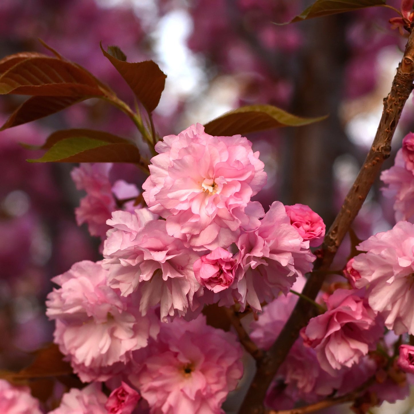 Ornamental Flowering Cherry Blossom Tree Dwarf - Prunus serrulata 'Kanzan' - plants - express.com