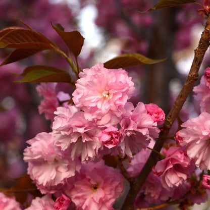 Ornamental Flowering Cherry Blossom Tree Dwarf - Prunus serrulata 'Kanzan' - plants - express.com