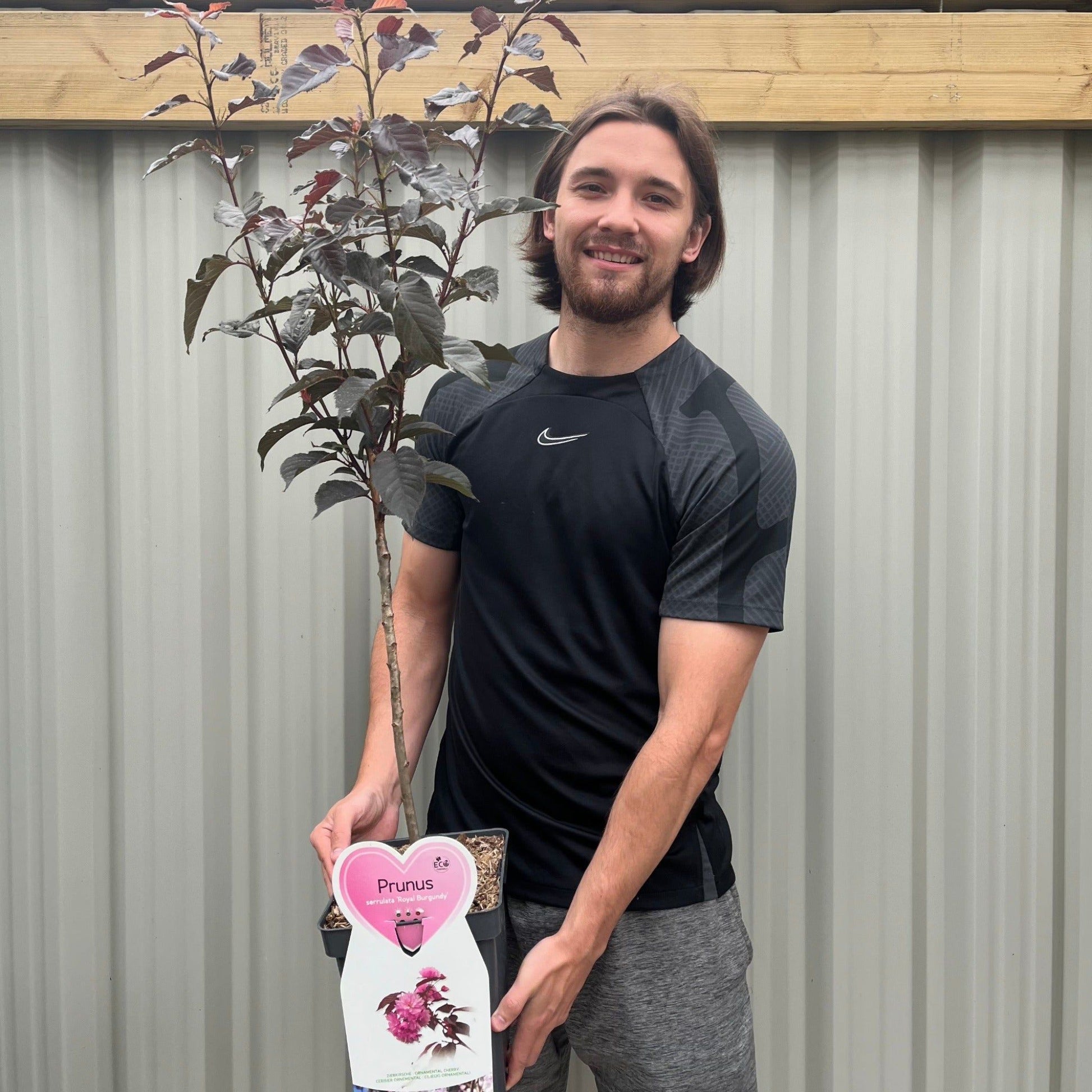 Ornamental Flowering Cherry Blossom Tree Dwarf - Prunus serrulata 'Royal Burgundy' 1m - plants - express.com