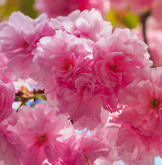 Ornamental Flowering Cherry Blossom Tree Dwarf - Prunus serrulata 'Royal Burgundy' 1m - plants - express.com