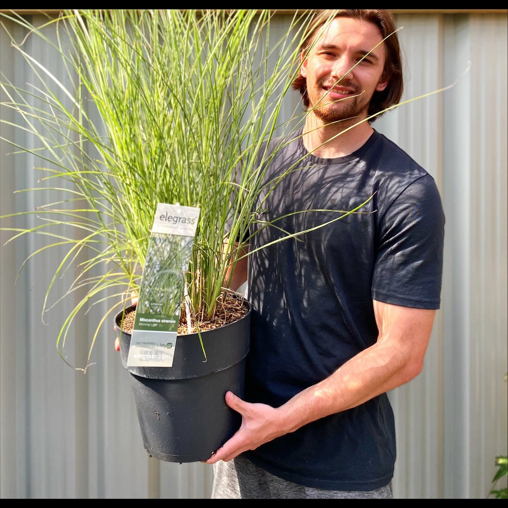 Ornamental Miscanthus sinensis 'Morning Light' Grass - Elegant & Hardy! - plants - express.com