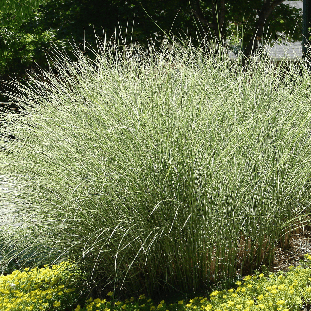 Ornamental Miscanthus sinensis 'Morning Light' Grass - Elegant & Hardy! - plants - express.com