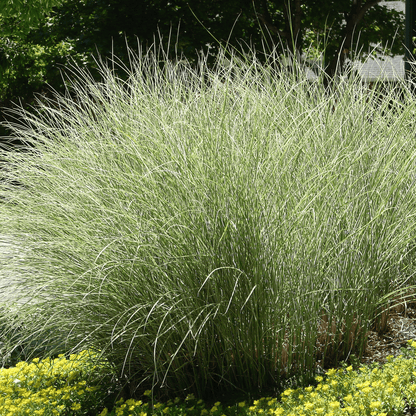 Ornamental Miscanthus sinensis 'Morning Light' Grass - Elegant & Hardy! - plants - express.com