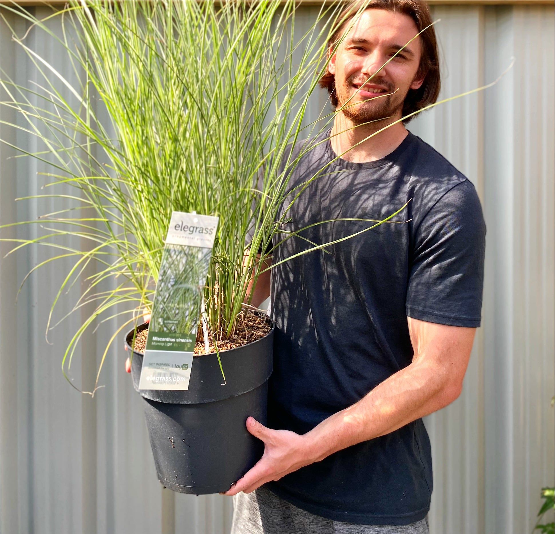 Ornamental Miscanthus sinensis 'Morning Light' Grass - Elegant & Hardy! - plants - express.com