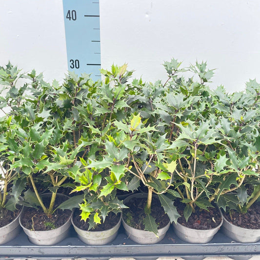 Osmanthus heterophyllus Purpureus (False Holly) - plants - express.com