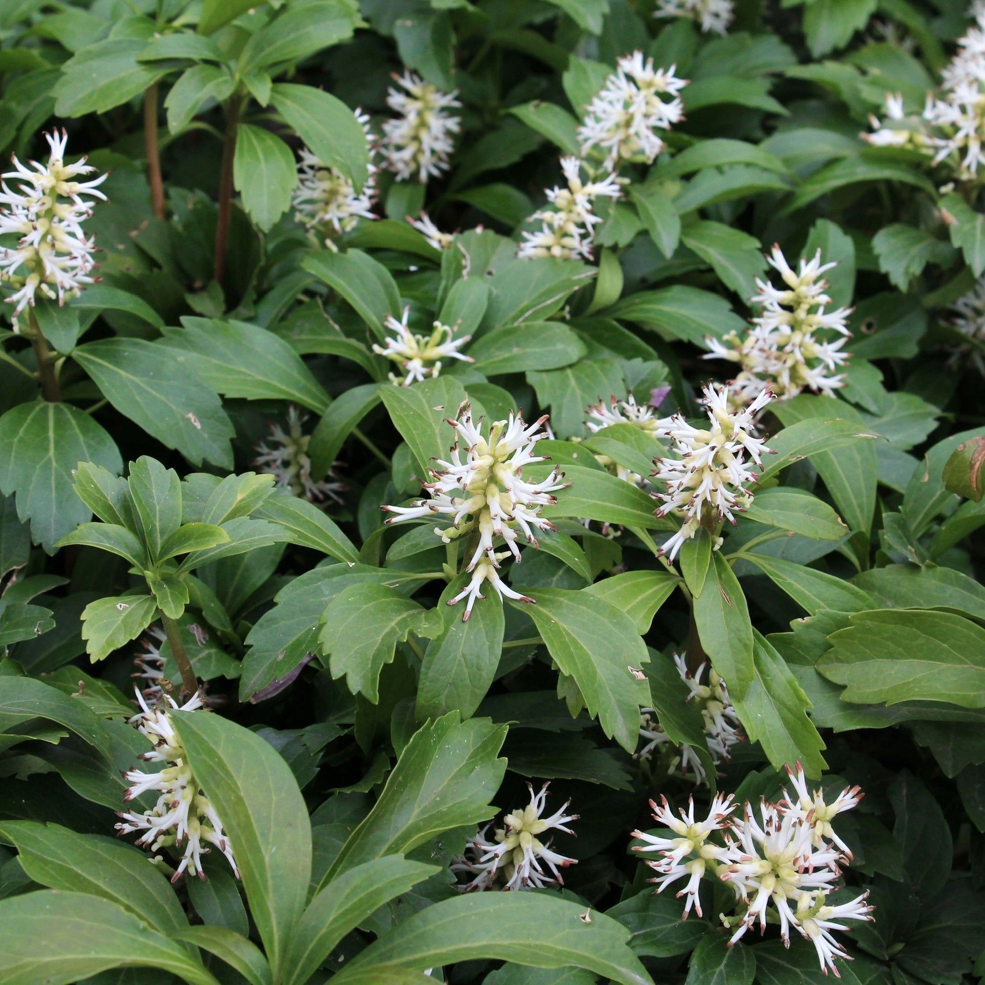 Pachysandra terminalis (9cm Pot) - plants - express.com