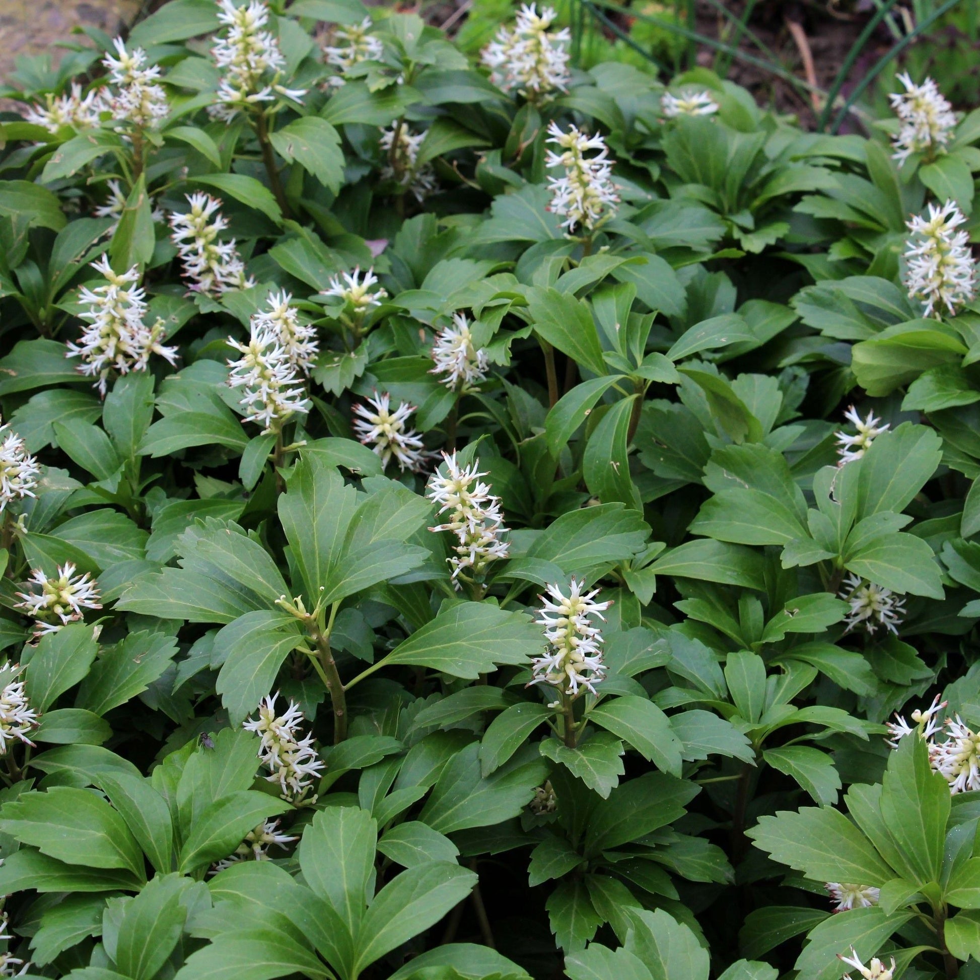 Pachysandra terminalis (9cm Pot) - plants - express.com
