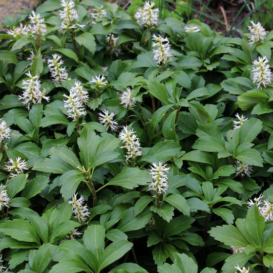 Pachysandra terminalis (9cm Pot) - plants - express.com