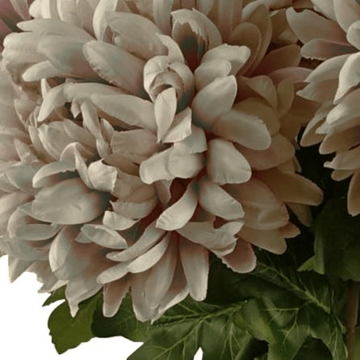 Pack of 6 Extra Large Silk Chrysanthemum Stems - Elegant Mushroom Blooms - plants - express.com