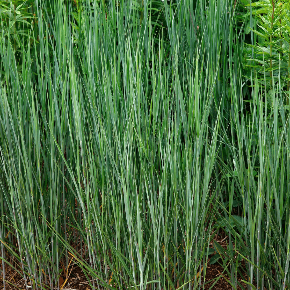 Panicum virgatum 'Heavy Metal' - Striking Metallic Blue Foliage Grass - plants - express.com
