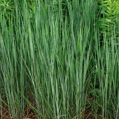Panicum virgatum 'Heavy Metal' - Striking Metallic Blue Foliage Grass - plants - express.com
