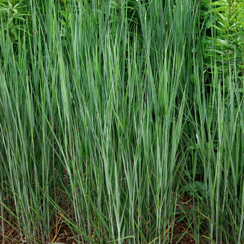 Panicum virgatum 'Heavy Metal' - Striking Metallic Blue Foliage Grass - plants - express.com