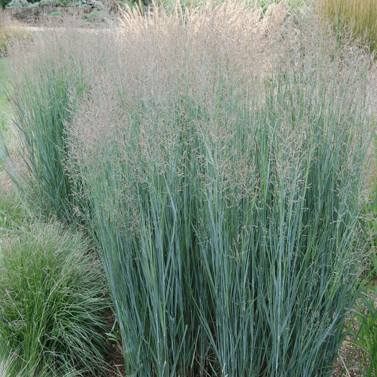 Panicum virgatum 'Heavy Metal' - Striking Metallic Blue Foliage Grass - plants - express.com