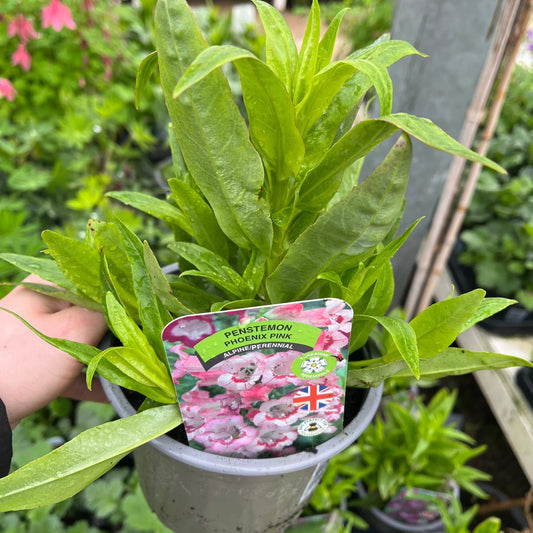 Penstemon 'Pheonix Pink' 9cm/1.5L - plants - express.com