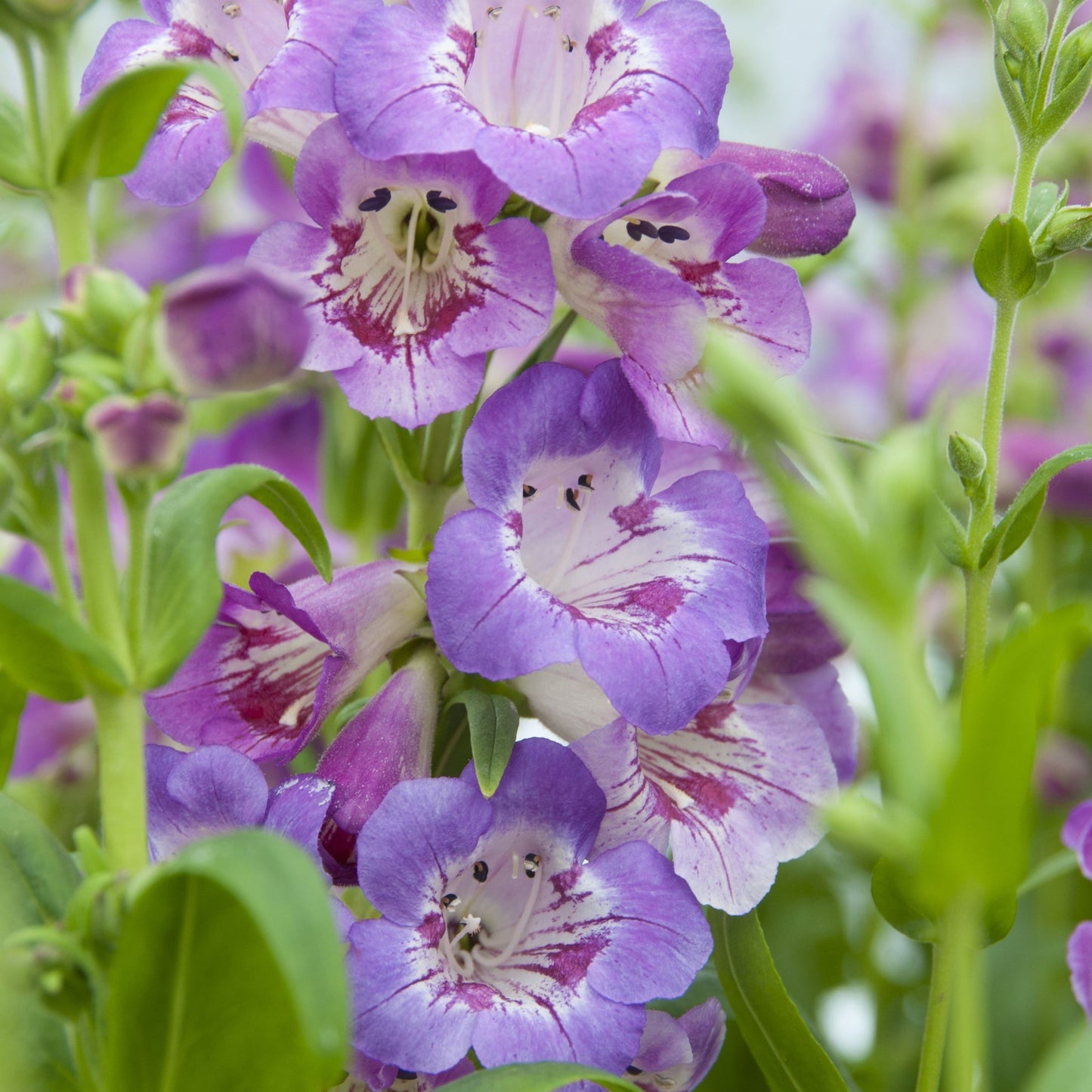 Penstemon 'Sour Grapes' 9cm - plants - express.com