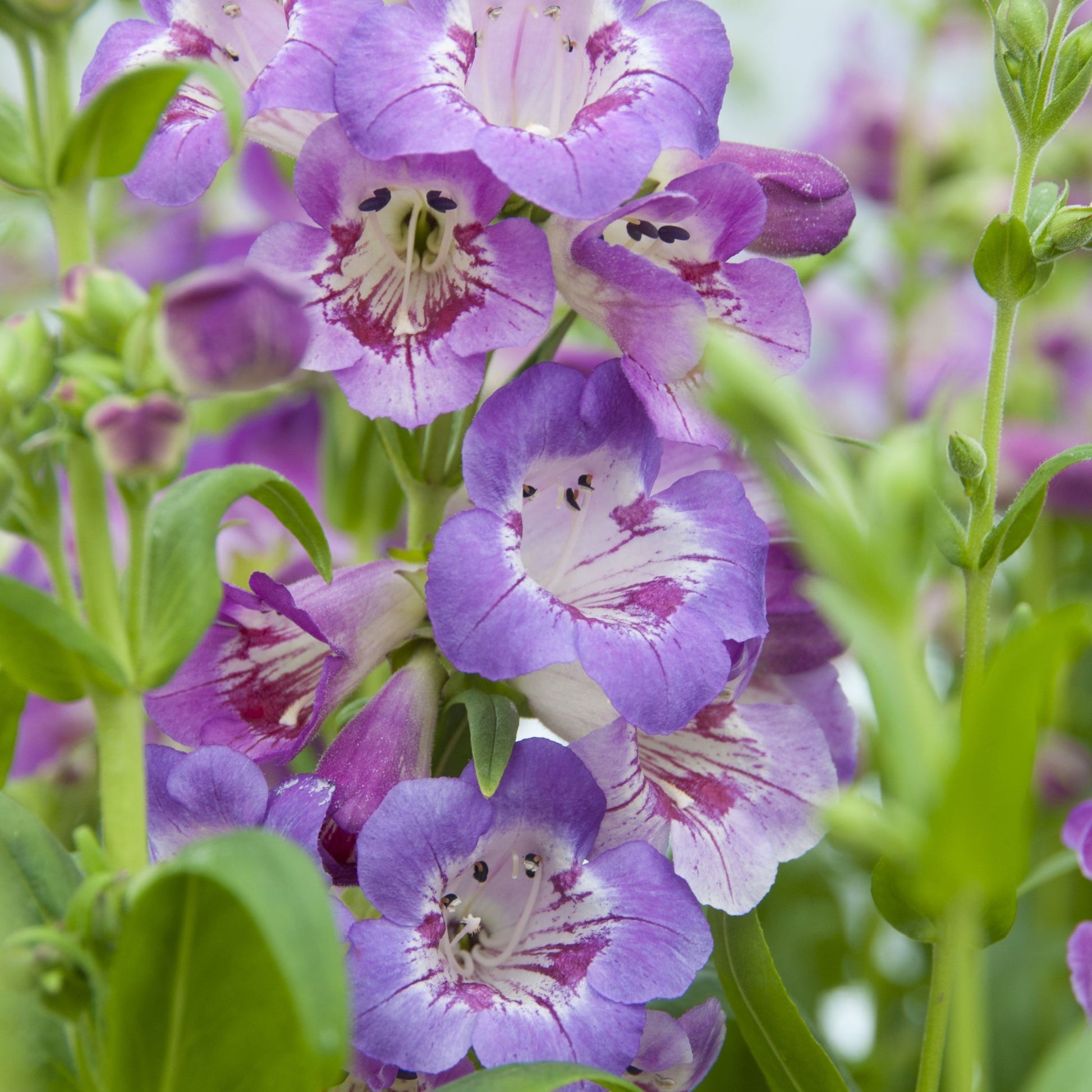 Penstemon 'Sour Grapes' 9cm - plants - express.com