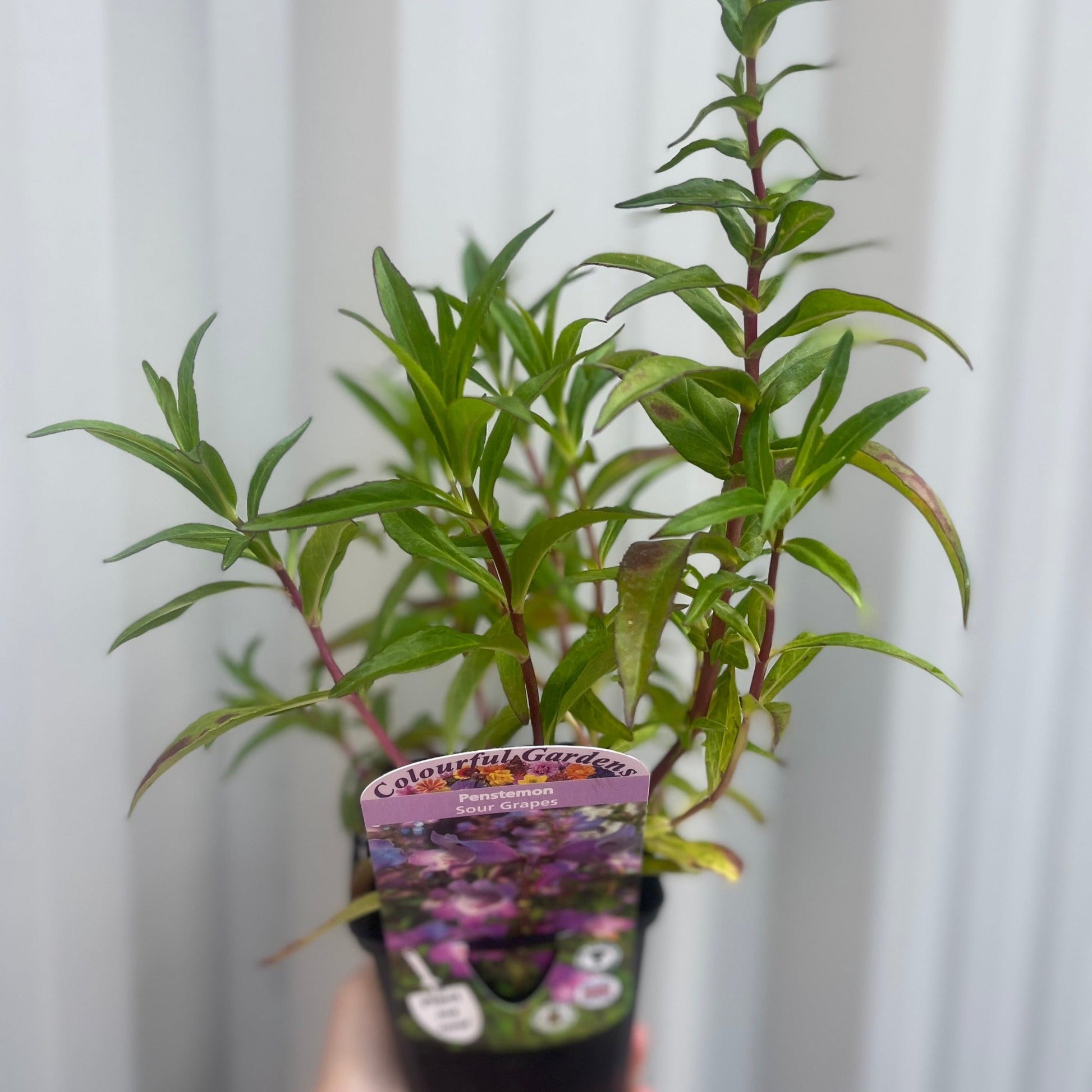 Penstemon 'Sour Grapes' 9cm - plants - express.com