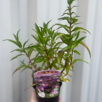 Penstemon 'Sour Grapes' 9cm - plants - express.com