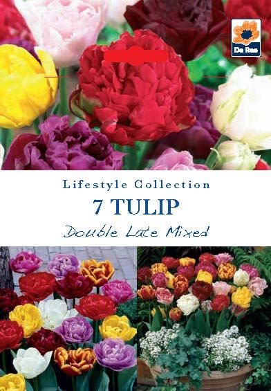 Peony - Style Double Late Tulips - Mixed Colors (7 Bulbs) - plants - express.com