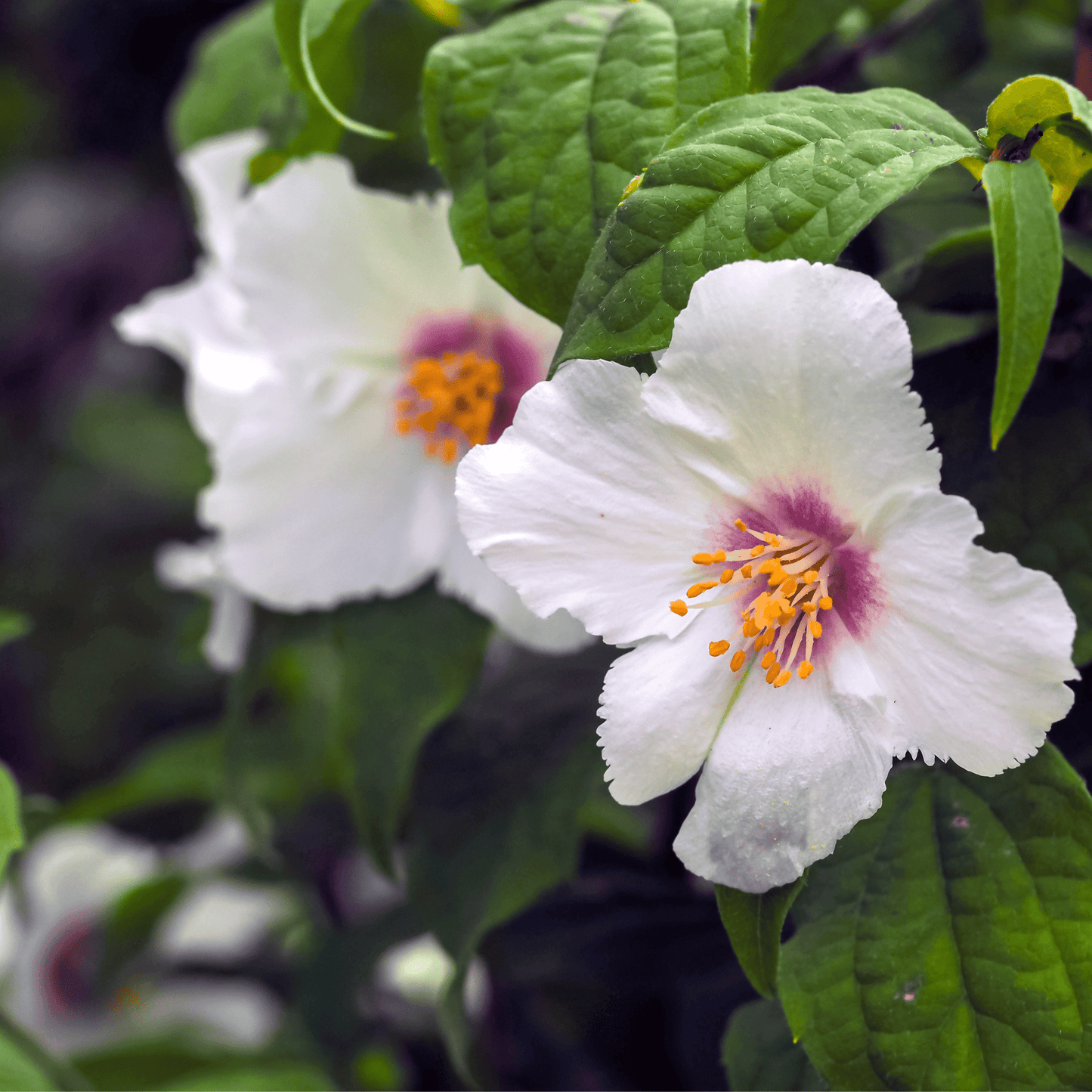 Philadelphus Belle Etoile Mock Orange - Fragrant White Cup Flowers, 1L - 4L - plants - express.com