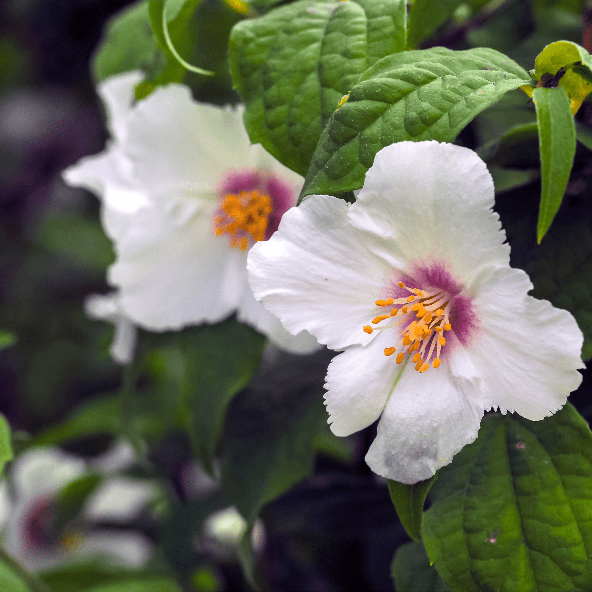 Philadelphus Belle Etoile Mock Orange - Fragrant White Cup Flowers, 1L - 4L - plants - express.com