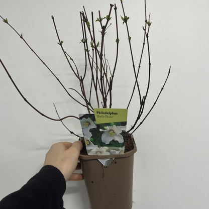 Philadelphus Belle Etoile Mock Orange - Fragrant White Cup Flowers, 1L - 4L - plants - express.com