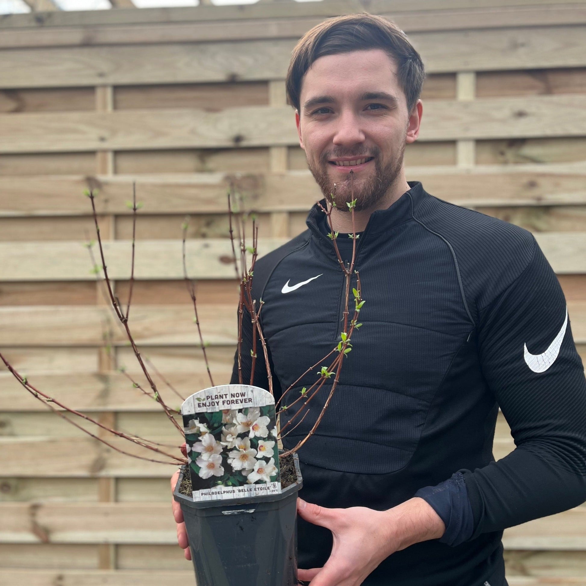 Philadelphus Belle Etoile Mock Orange - Fragrant White Cup Flowers, 1L - 4L - plants - express.com