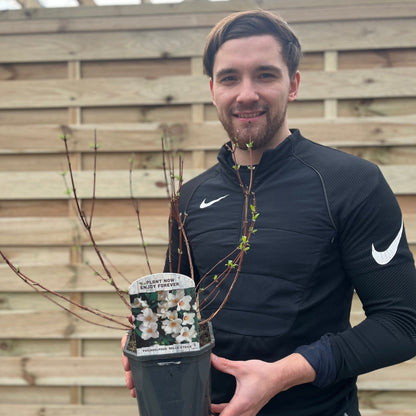 Philadelphus Belle Etoile Mock Orange - Fragrant White Cup Flowers, 1L - 4L - plants - express.com