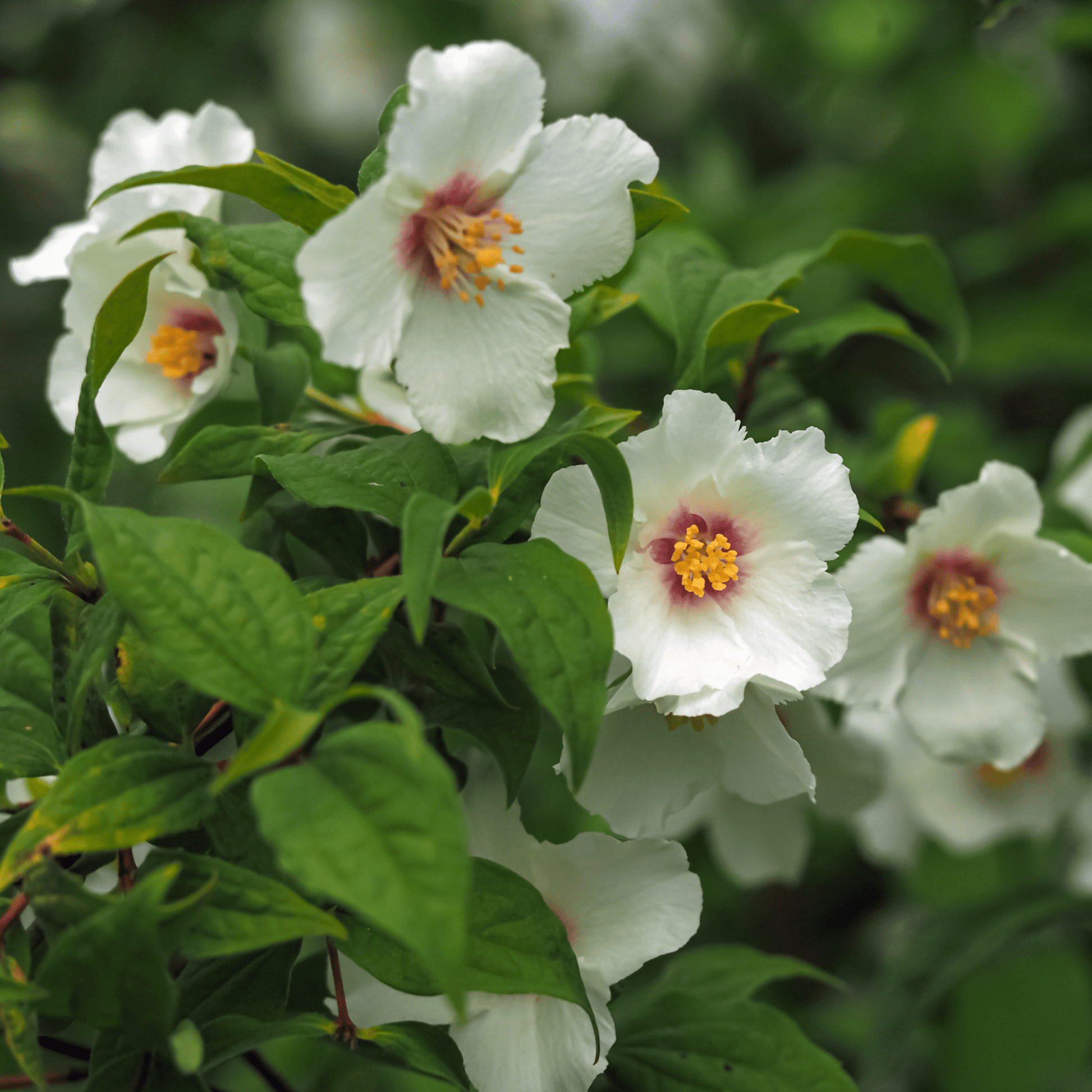 Philadelphus Belle Etoile Mock Orange - Fragrant White Cup Flowers, 1L - 4L - plants - express.com