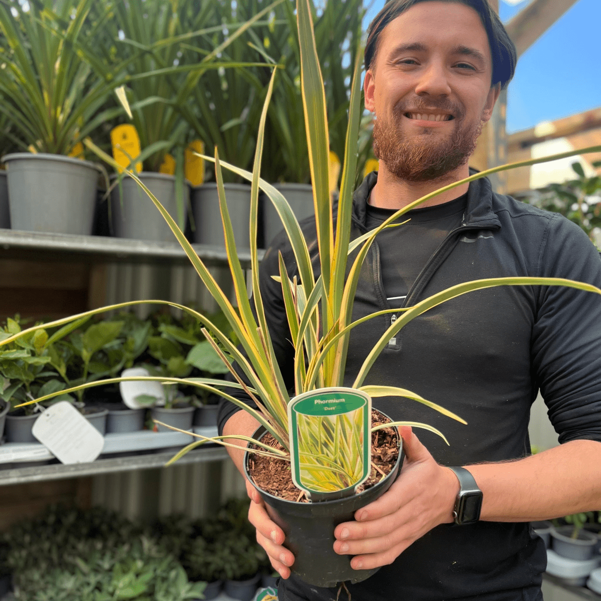 Phormium 'Duet': Compact Cream & Green NZ Flax, 2L Pot - plants - express.com