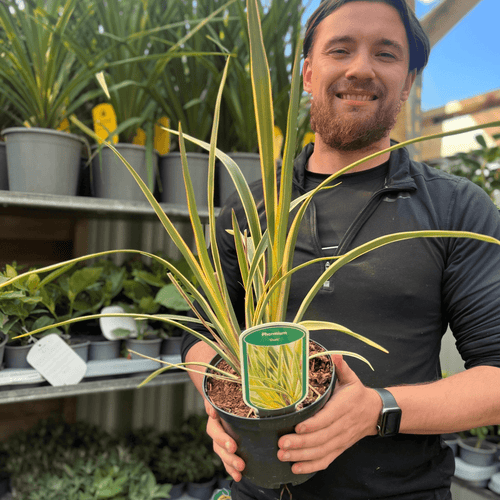 Phormium 'Duet': Compact Cream & Green NZ Flax, 2L Pot - plants - express.com