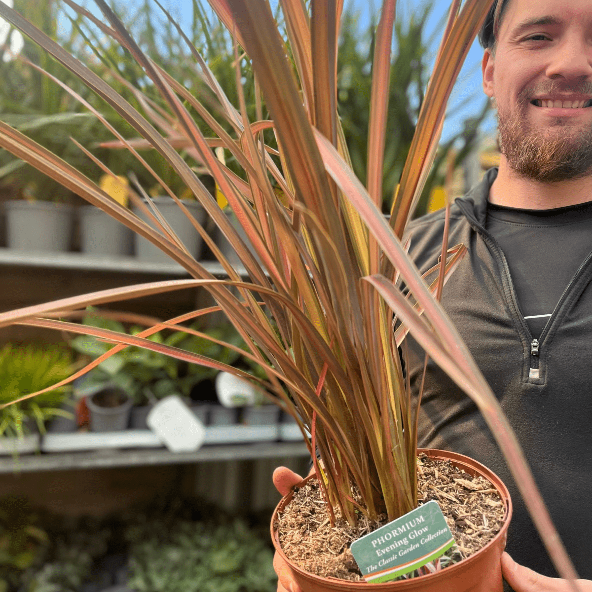 Phormium 'Evening Glow' - Vibrant Pink & Bronze New Zealand Flax Plant - plants - express.com