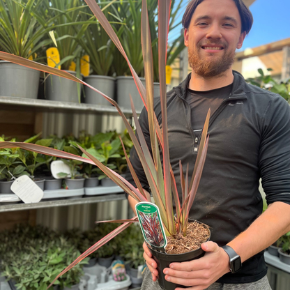 Phormium 'Sundowner' 2L (40 - 50cm including the pot) - plants - express.com