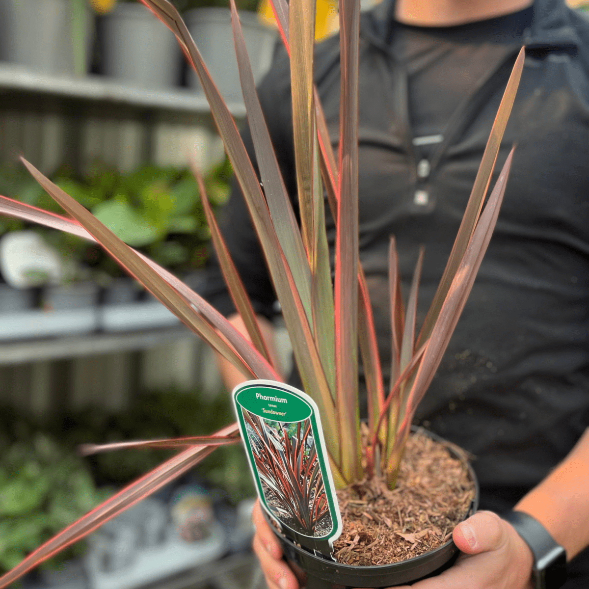 Phormium 'Sundowner' 2L (40 - 50cm including the pot) - plants - express.com