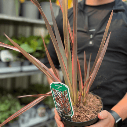 Phormium 'Sundowner' 2L (40 - 50cm including the pot) - plants - express.com