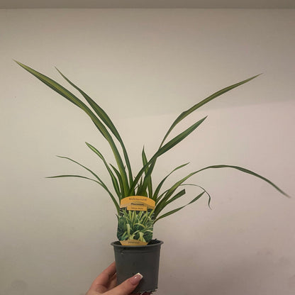 Phormium 'Yellow Wave' 9cm / 5L - plants - express.com