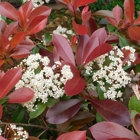 Photinia 'Little Red Robin' 9cm - 5L - plants - express.com