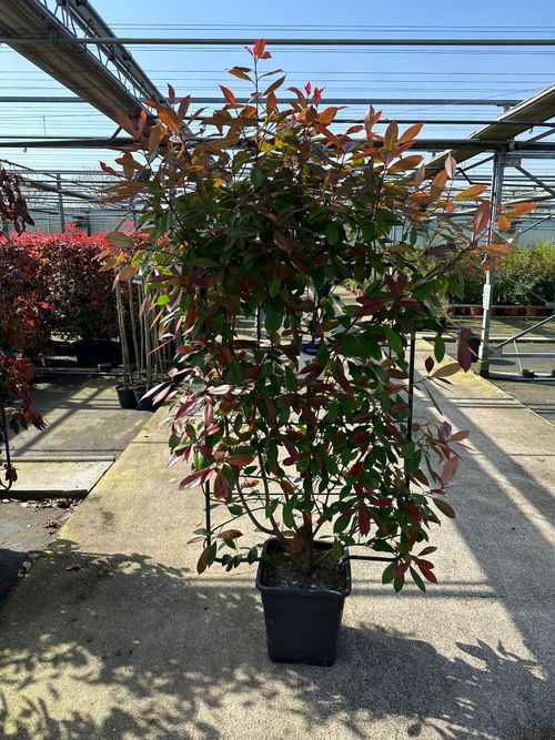 Photinia 'Red Robin' on Frame – 150–180cm Established Evergreen Plant - plants - express.com