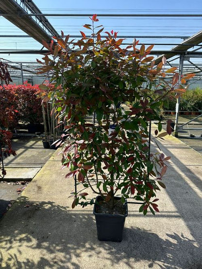 Photinia 'Red Robin' on Frame – 150–180cm Established Evergreen Plant - plants - express.com