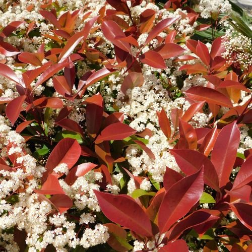 Photinia 'Red Robin' on Frame – 150–180cm Established Evergreen Plant - plants - express.com