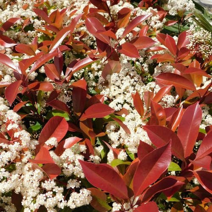 Photinia 'Red Robin' on Frame – 150–180cm Established Evergreen Plant - plants - express.com