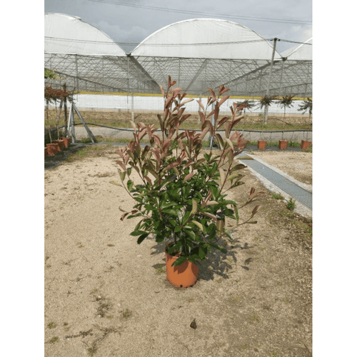 Photinia x fraseri Red Robin Hedge Plant - 9cm - 5L Pot - plants - express.com
