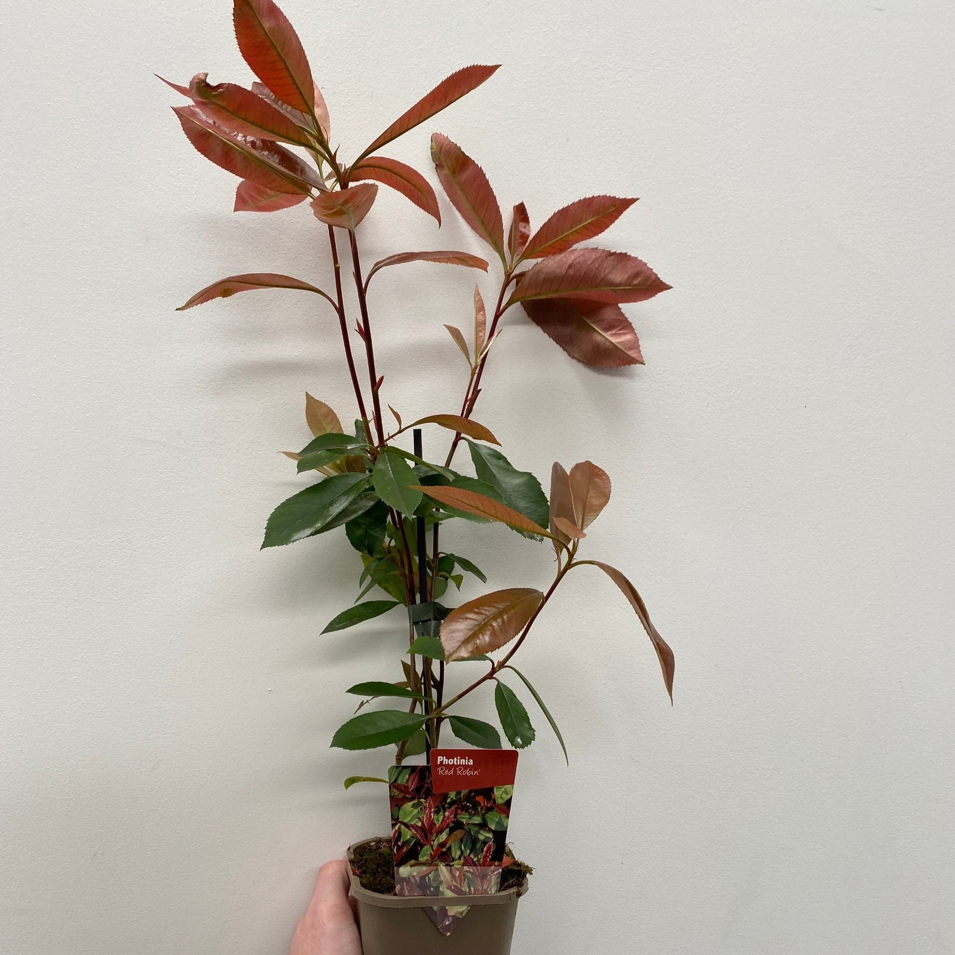 Photinia x fraseri Red Robin Hedge Plant - 9cm - 5L Pot - plants - express.com